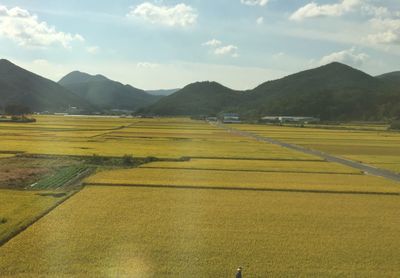 Scenic view of field against sky