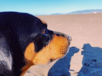 Close-up of dog on sand