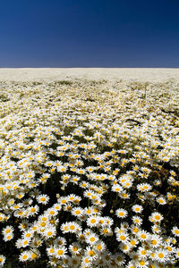 Scenic view of flowering plants on field against clear sky