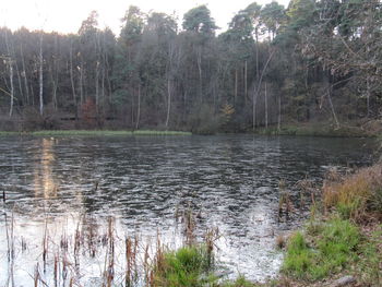 Reflection of trees in lake