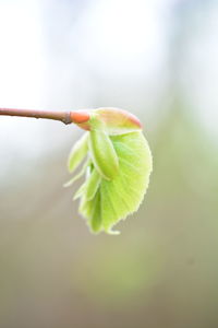 Close-up of flower buds growing outdoors