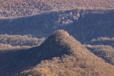 High angle view of bare winter trees on undulating hills