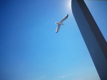 Low angle view of bird flying against blue sky