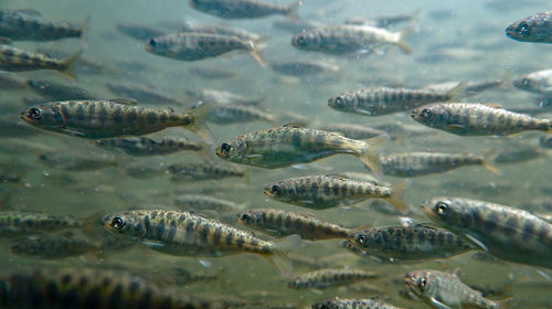 Fish swimming in sea
