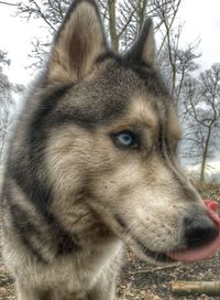 Extreme close up of animal eye