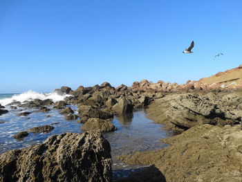 Birds flying over sea against clear sky