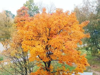 View of autumnal tree