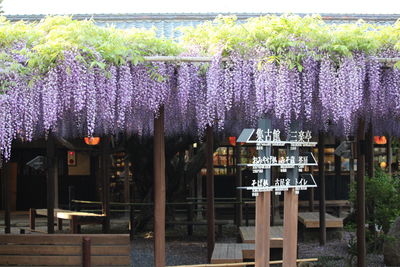 Purple flowering plants hanging on building