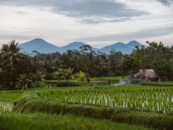 Scenic view of landscape against cloudy sky