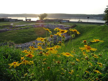 Yellow flowers growing in field