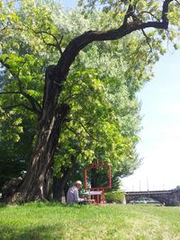 Trees on grassy field in park