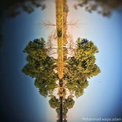 Reflection of tree in puddle