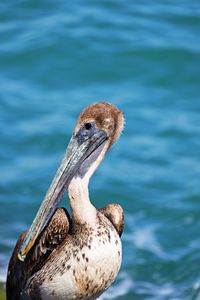 Close-up of a bird