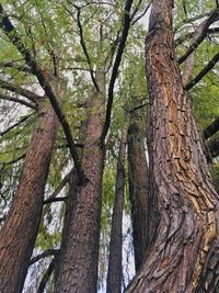 Low angle view of trees in forest