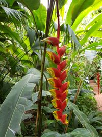 Close-up of red flowering plant