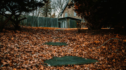 Plants growing on field by abandoned house during autumn