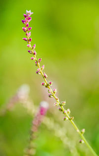 Close-up of pink flower buds