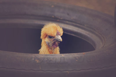 Close-up of chicken in tire