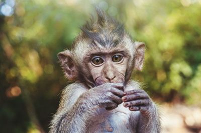 Close-up portrait of monkey outdoors