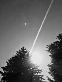 Low angle view of sun shining through trees