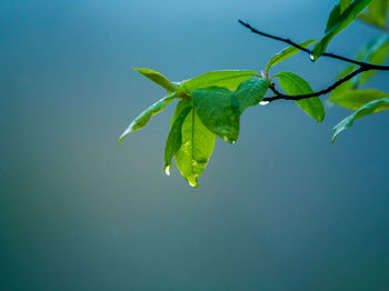 Beautiful, fresh leaves of the bird cherry tree in the spring. 