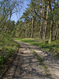 Road amidst trees in forest against sky