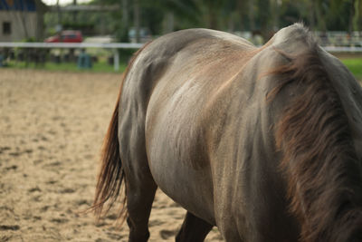 Close-up of horse grazing on field