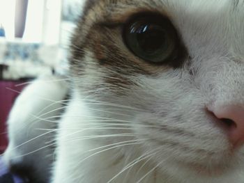 Close-up of cat