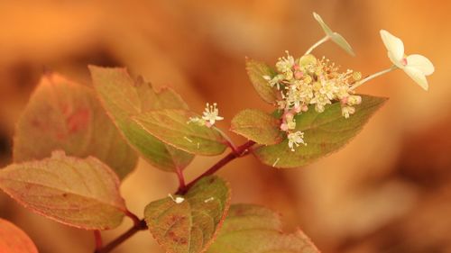 Close-up of plant