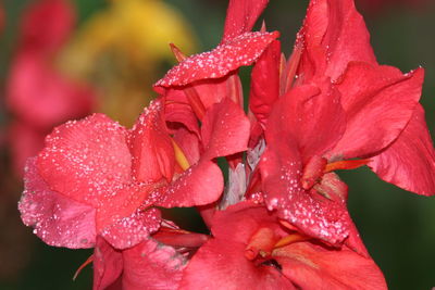 Close-up of water drops on red rose