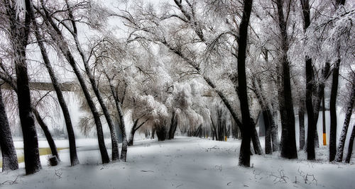 Trees on snow covered land