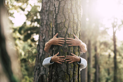 Person holding tree trunk in forest