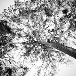 Low angle view of trees