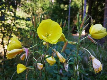 Close-up of yellow flowering plant on field