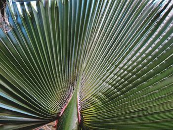 Close-up of palm leaf