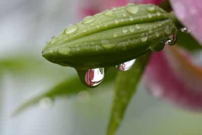 Close-up of wet flower bud during monsoon