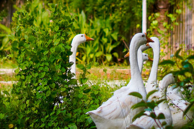 Close-up of bird