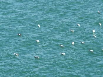 High angle view of swans swimming in water