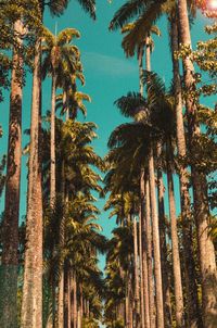 Low angle view of palm trees in forest against sky