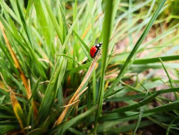 Close-up of ladybug on grass