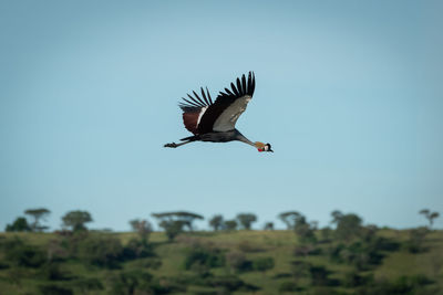 Grey crowned crane flying in sky