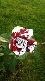 Close-up of red rose on field