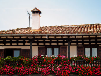Red flowering plants by building against clear sky