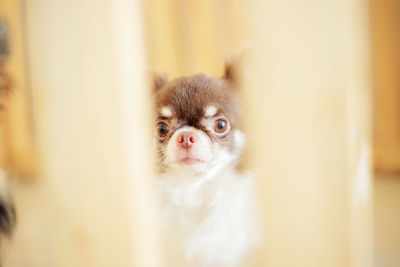 Close-up of a kitten