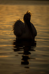 Close-up of bird