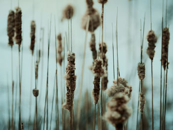 Close-up of stalks against sky