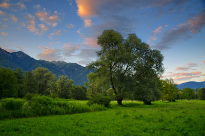 Trees on field against sky