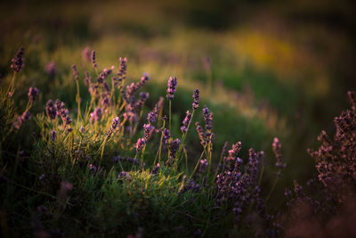 Close-up of purple flowering plants on field