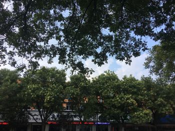 Low angle view of trees and plants against sky