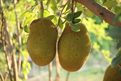 Close-up of fruits growing on tree